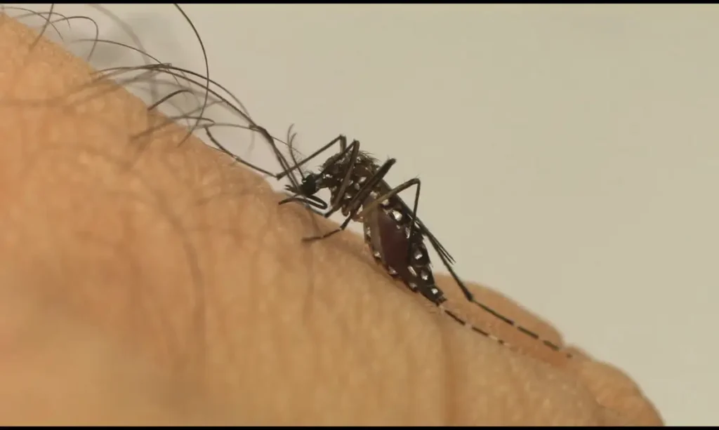 O zika vírus é transmitido pelo mosquito Aedes aegypti.