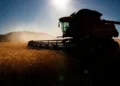 Colheitadeira no campo ao amanhecer, representando o esforço agrícola e as mudanças nas políticas de seguro rural.