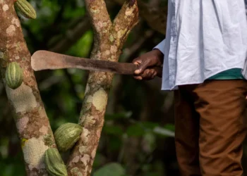 Trabalhador rural com facão colhendo cacau, representando o esforço diário dos trabalhadores do campo, tema de discussão nas mudanças das regras de aposentadoria rural