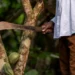 Trabalhador rural com facão colhendo cacau, representando o esforço diário dos trabalhadores do campo, tema de discussão nas mudanças das regras de aposentadoria rural