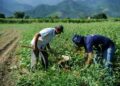 Trabalhadores rurais realizando colheita em campo agrícola com montanhas ao fundo.