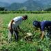 Trabalhadores rurais realizando colheita em campo agrícola com montanhas ao fundo.