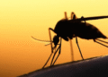 Crianças vítimas da Zika terão direito a indenização e pensão do INSS