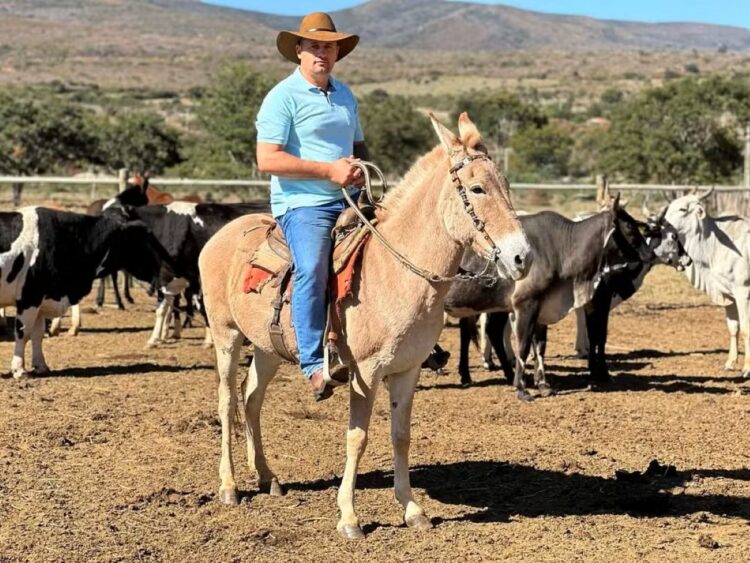 Prefeitos com carros, terras e gados são acusado de fraude no Bolsa Família 1 Homem com chapéu de caubói montado em um burro, em um curral com gado ao fundo, ilustrando a posse de bens rurais.