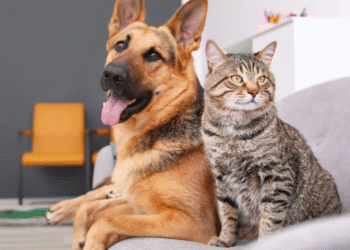 Cão e gato juntos em um sofá, simbolizando a campanha de microchipagem gratuita do ProPatinhas.