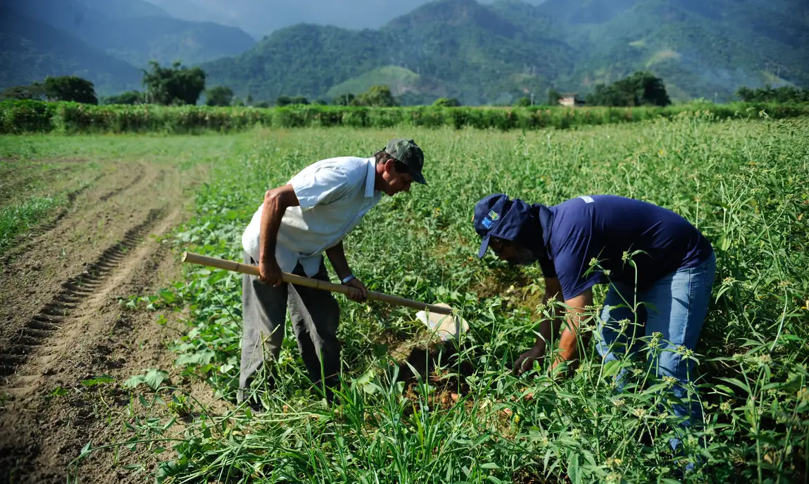 Dois agricultores colhendo tomates em campo aberto rodeado por montanhas e vegetação verde